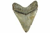 Fossil Megalodon Tooth - North Carolina #328404-2